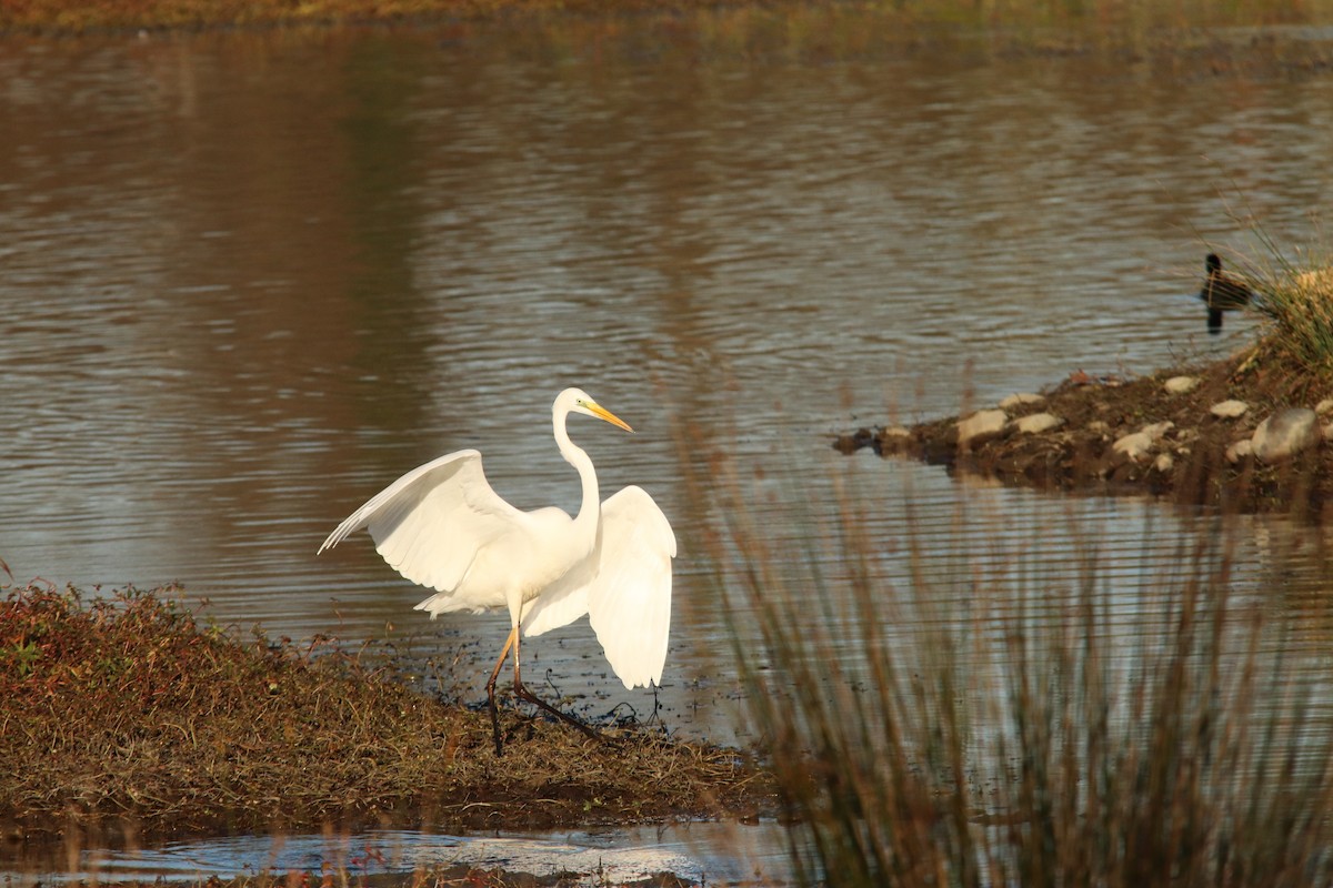 volavka bílá - ML646748449