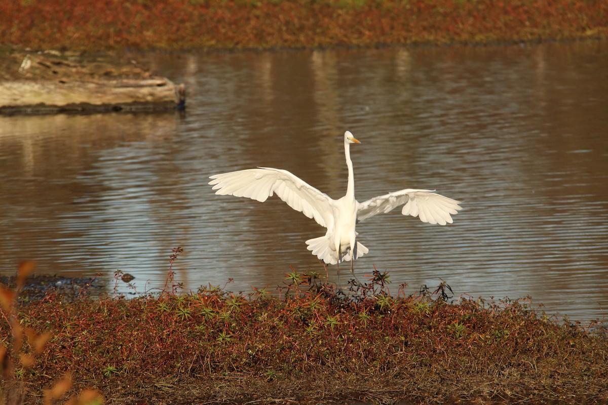 volavka bílá - ML646748450