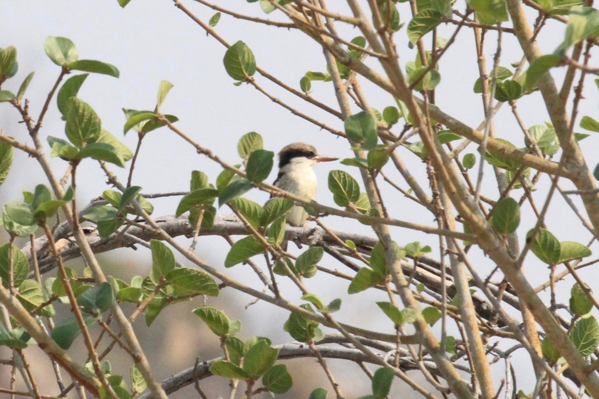 Striped Kingfisher - ML646748451