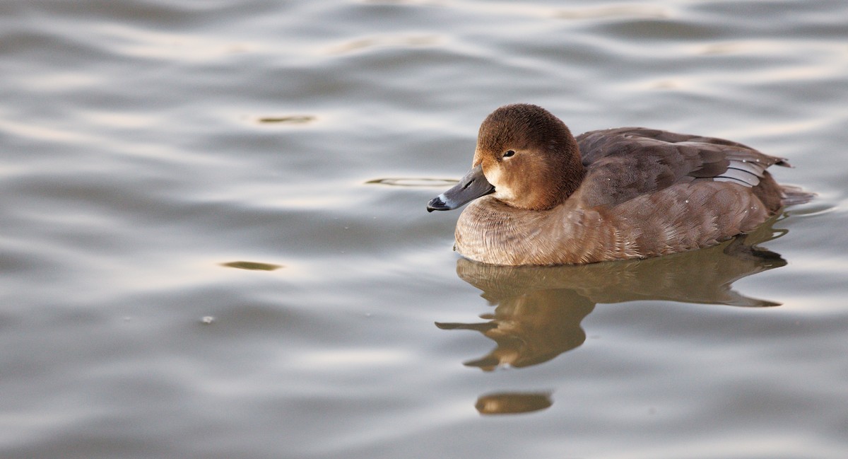 Redhead - ML646748452
