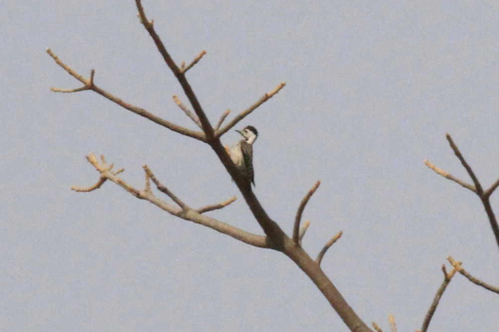 Pito Cardenal - ML646748453