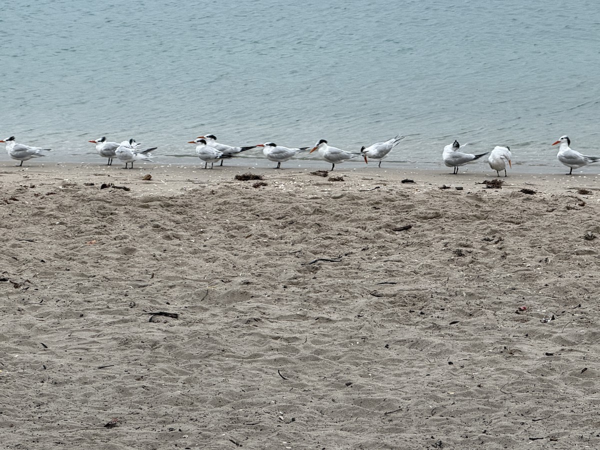 Königsseeschwalbe - ML646748454