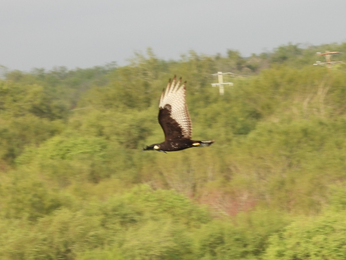 Zone-tailed Hawk - ML646748455