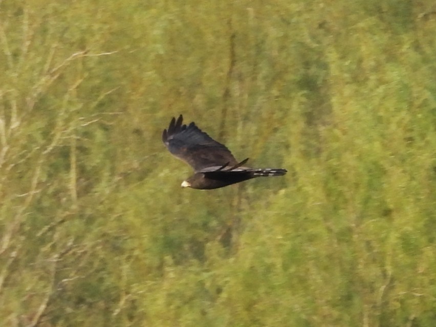 Zone-tailed Hawk - ML646748457