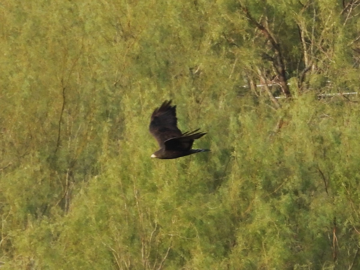 Zone-tailed Hawk - ML646748458