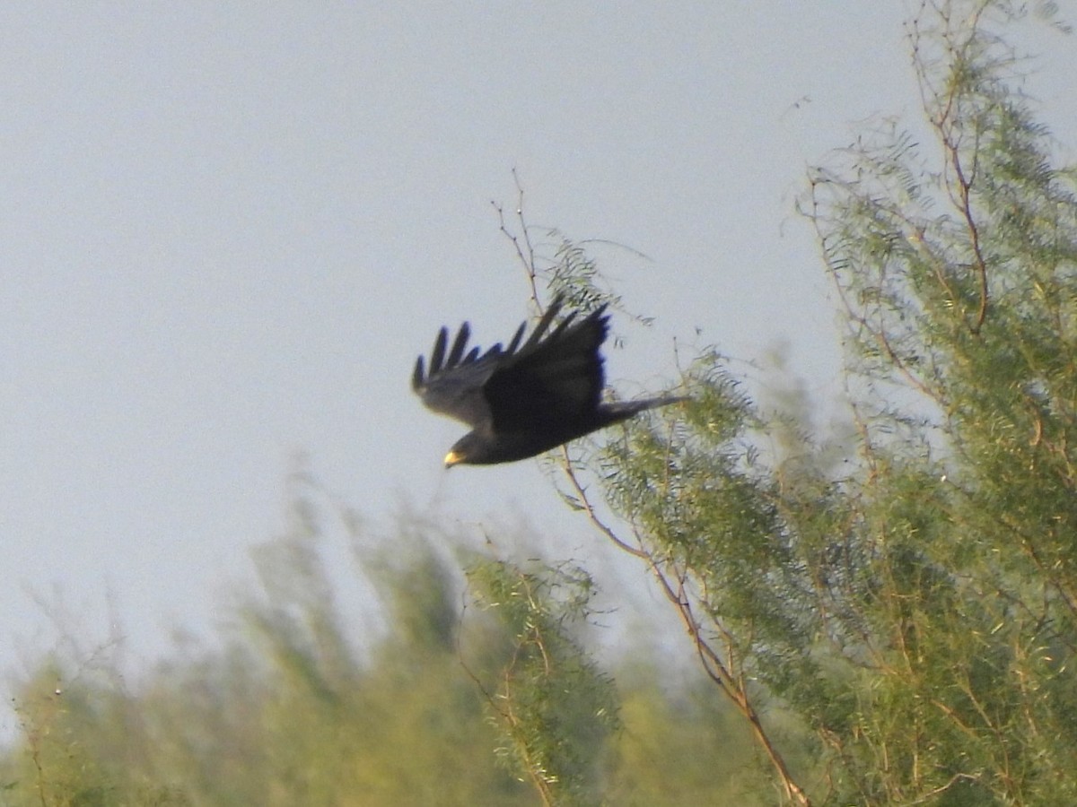 Zone-tailed Hawk - ML646748459