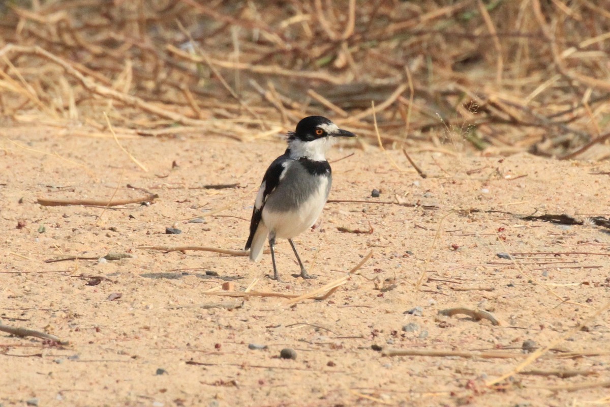 White-tailed Shrike - ML646748462