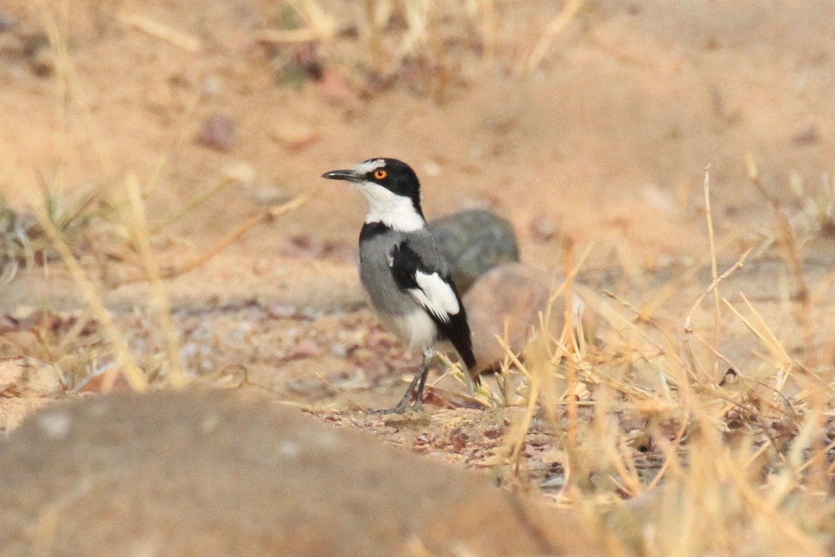 White-tailed Shrike - ML646748463