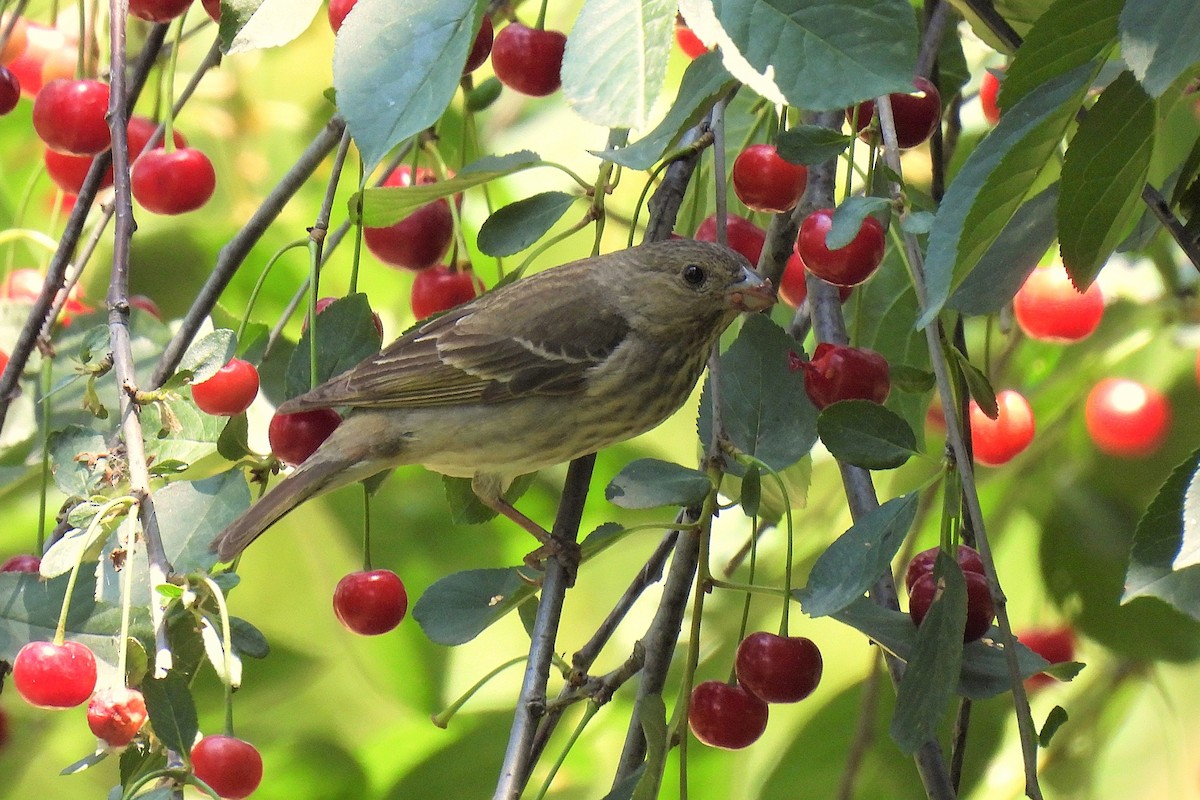 Common Rosefinch - ML646748464