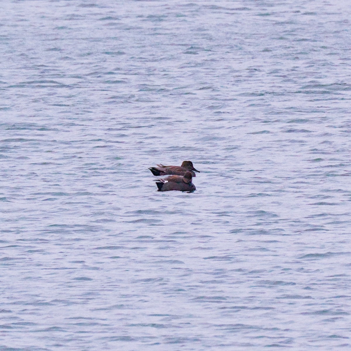 Gadwall - ML646748465