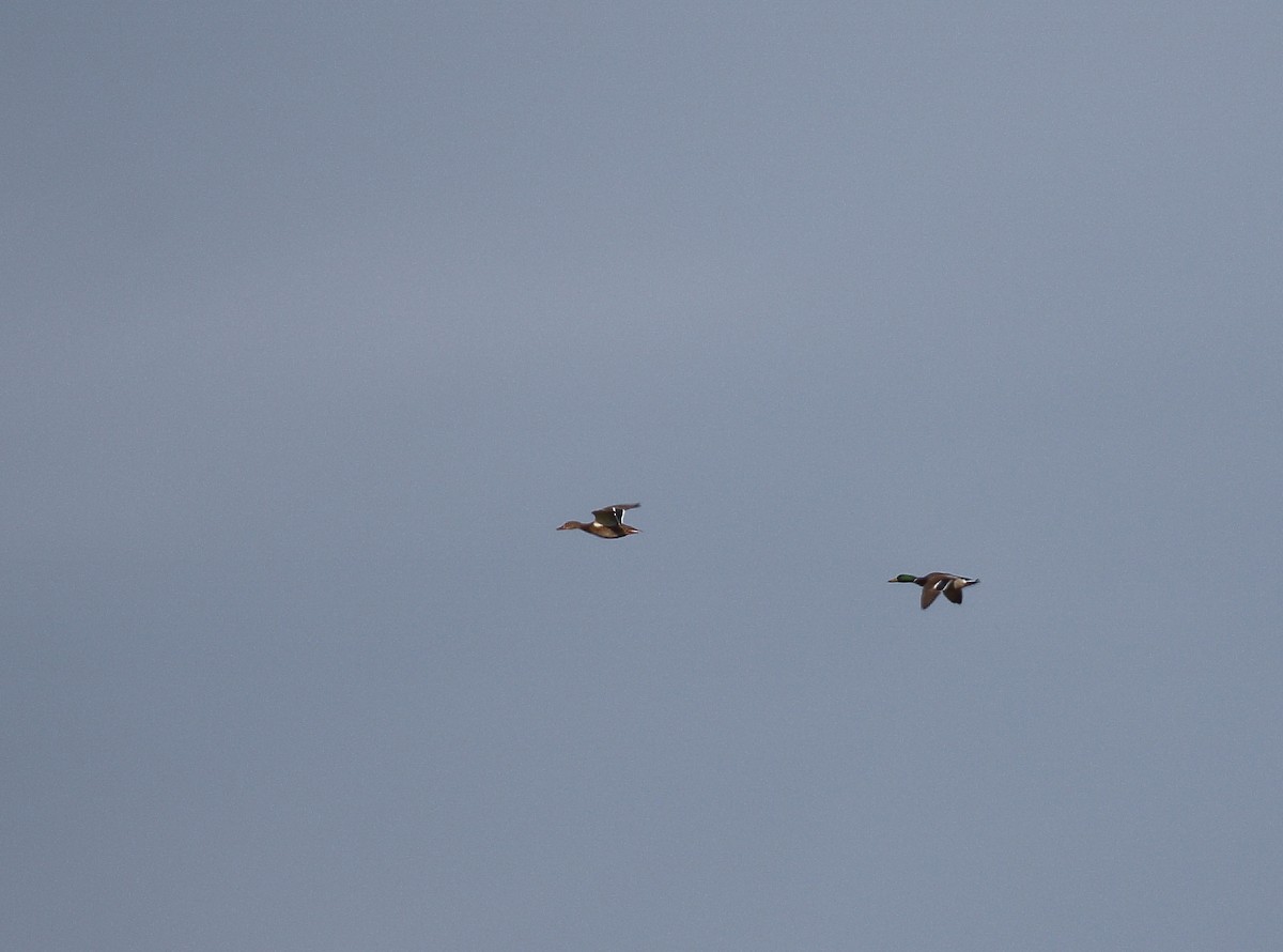 Mallard - ML646748466