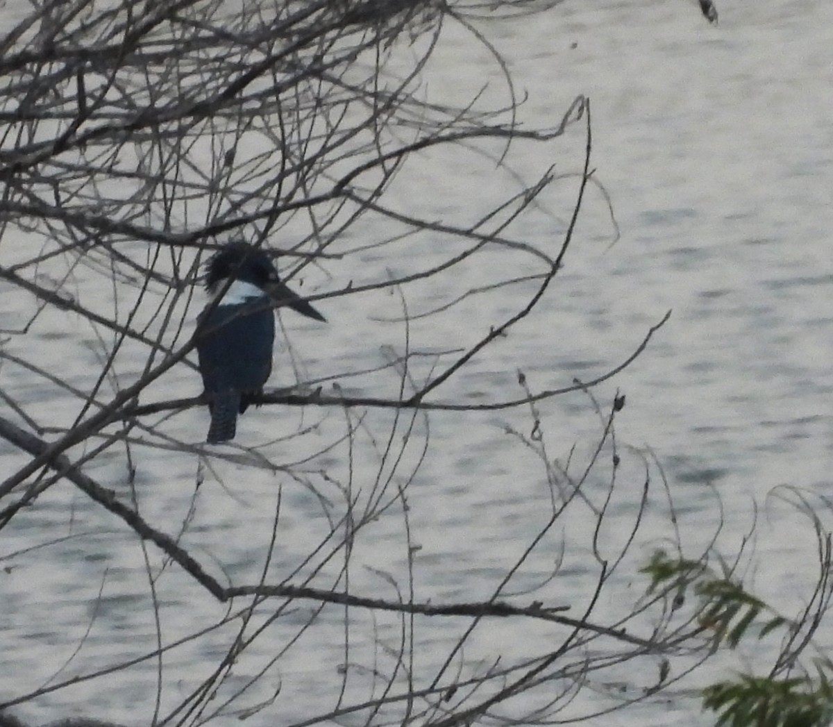 Ringed Kingfisher - ML646748467