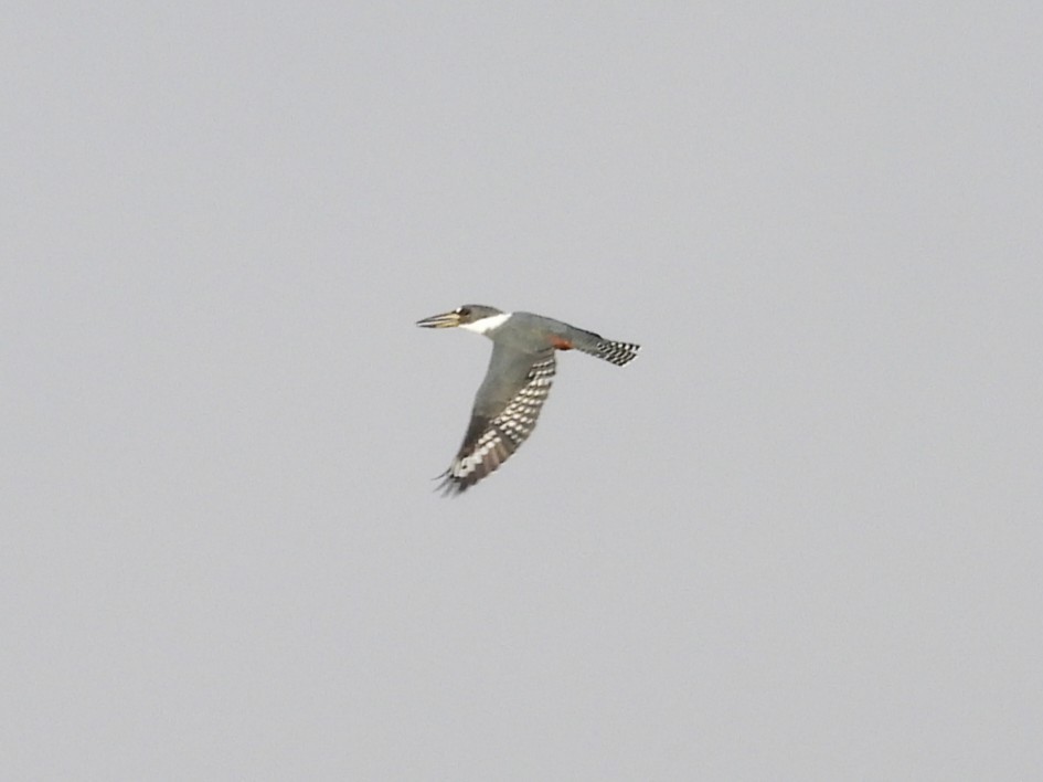 Ringed Kingfisher - ML646748468