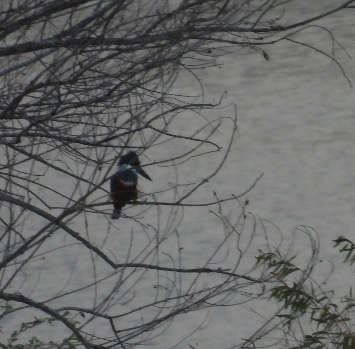 Ringed Kingfisher - ML646748470