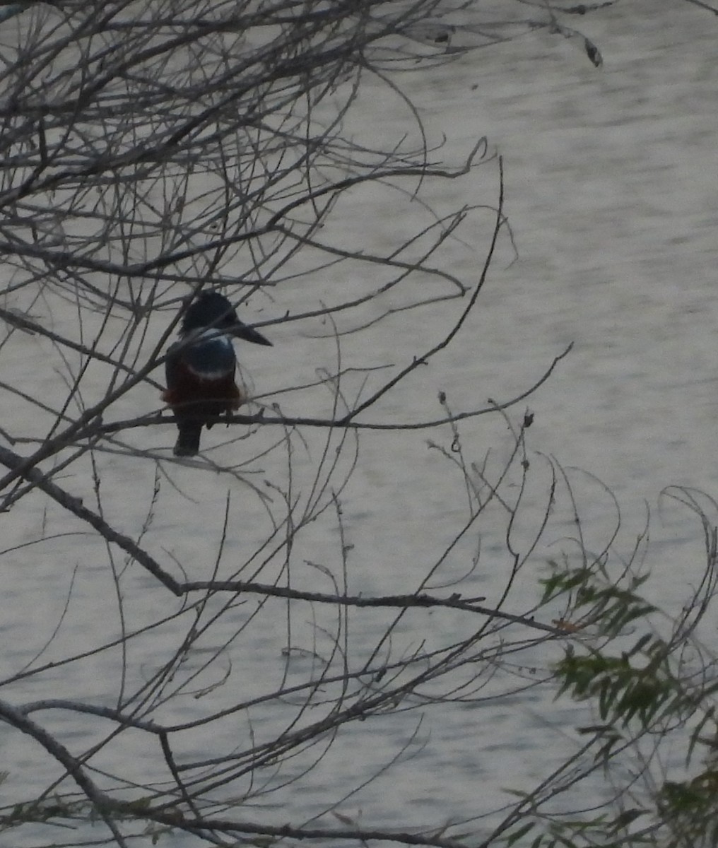 Ringed Kingfisher - ML646748471