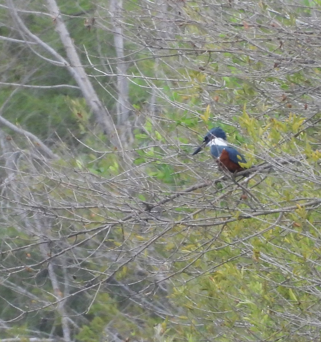 Ringed Kingfisher - ML646748472