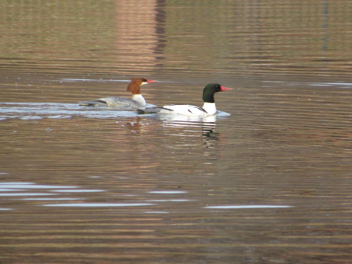 Common Merganser - ML646748473