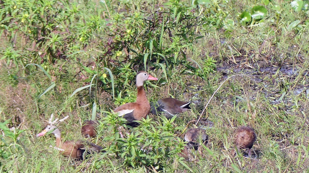 Black-bellied Whistling-Duck - ML646748474