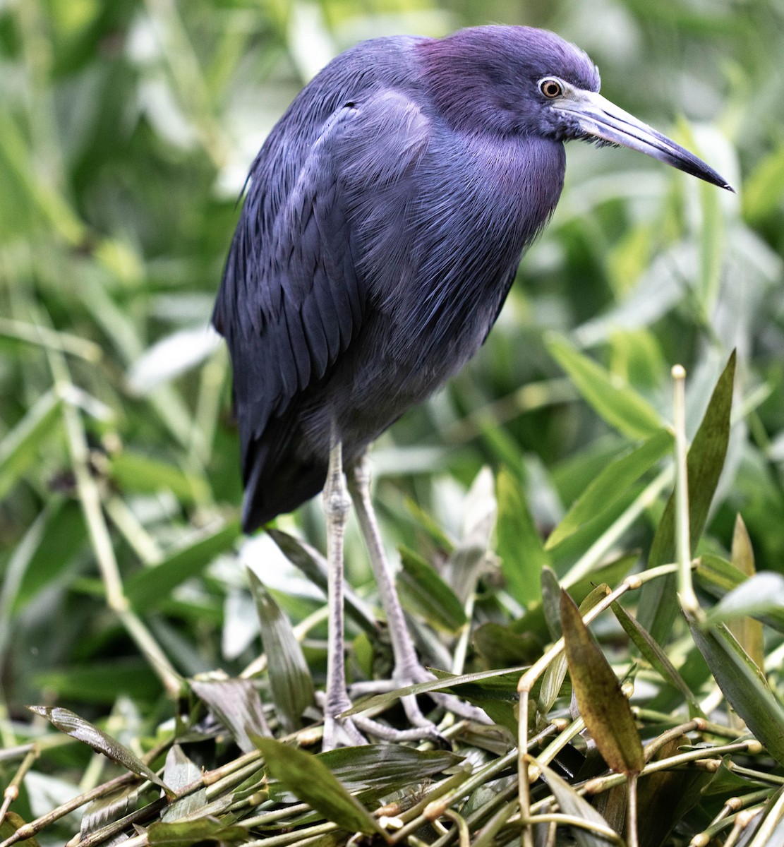 Little Blue Heron - ML646748475