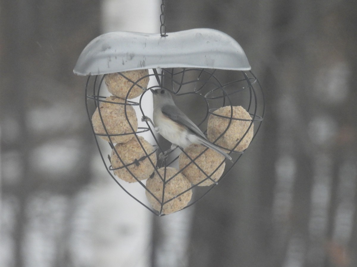 Tufted Titmouse - ML646748476