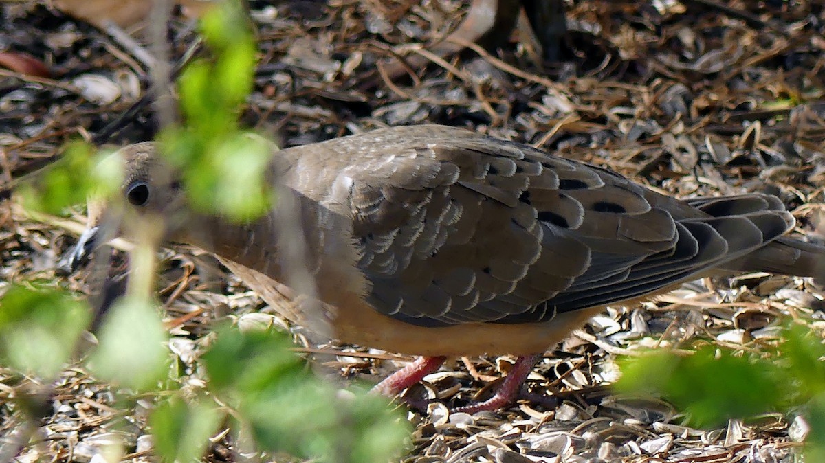 Mourning Dove - ML646748477