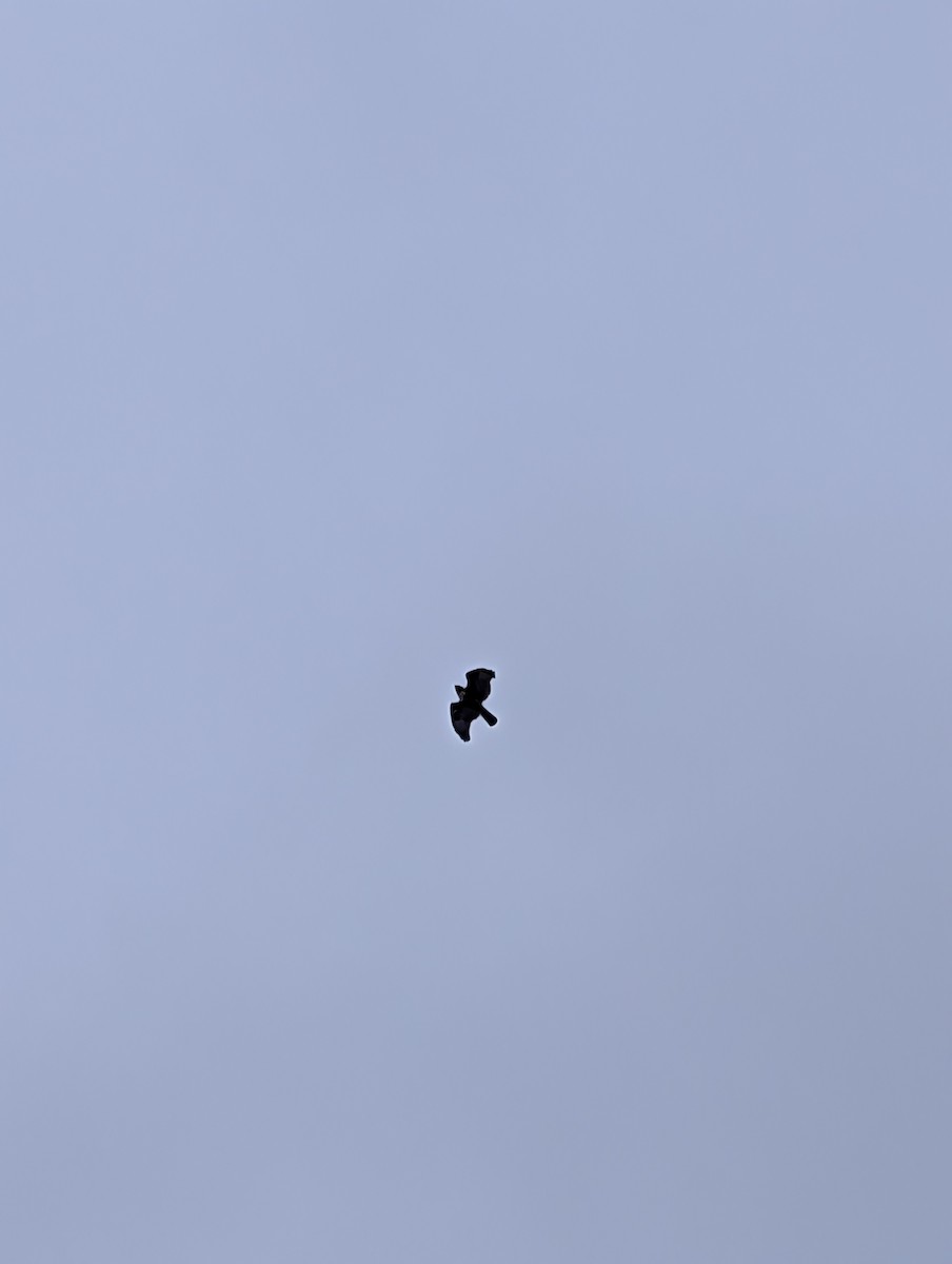 アカオノスリ - ML646748478