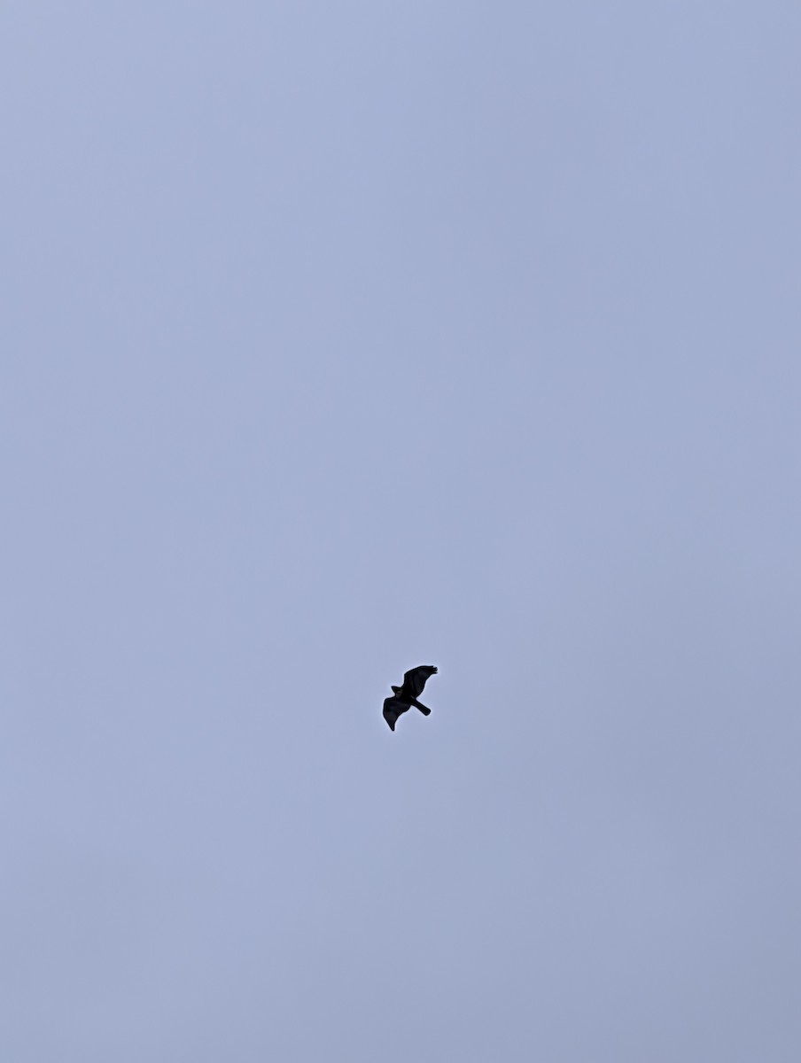 アカオノスリ - ML646748479