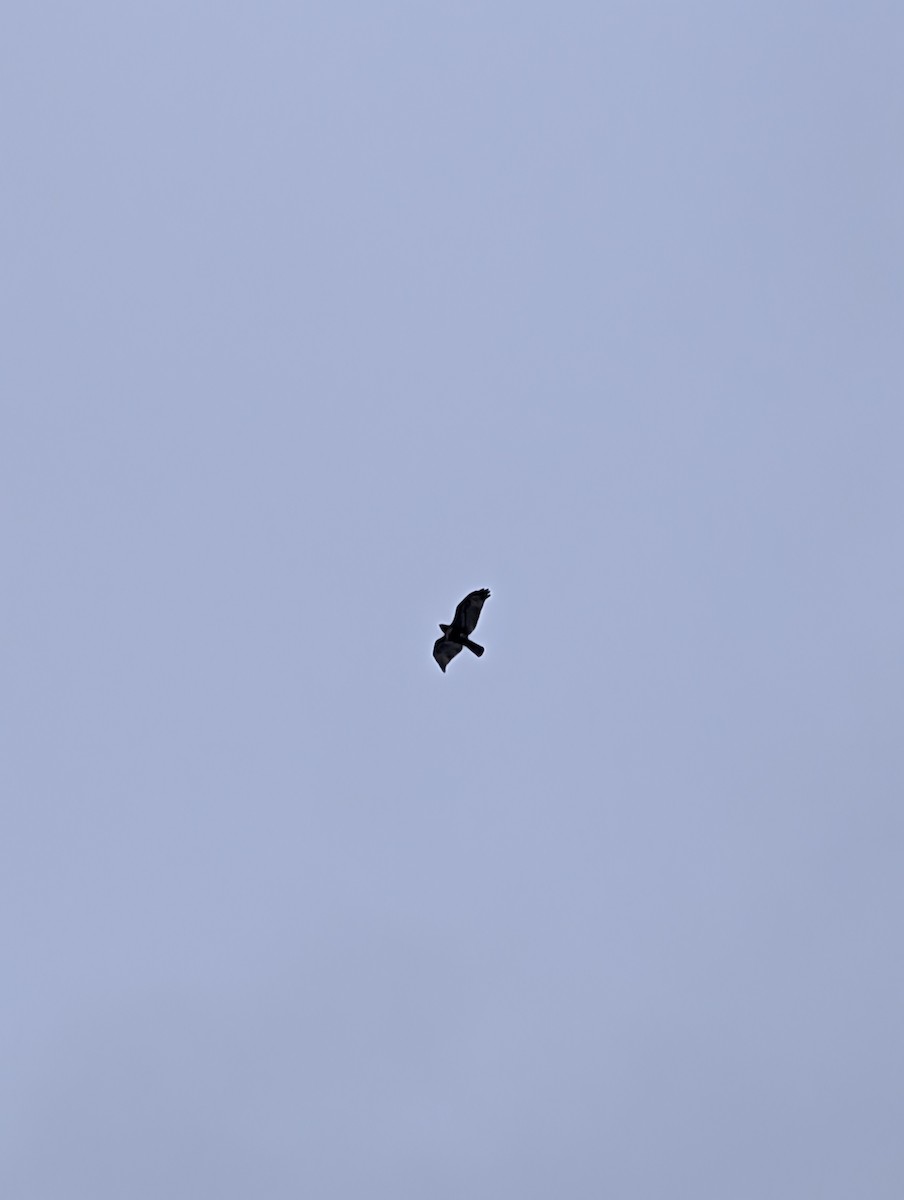 アカオノスリ - ML646748480