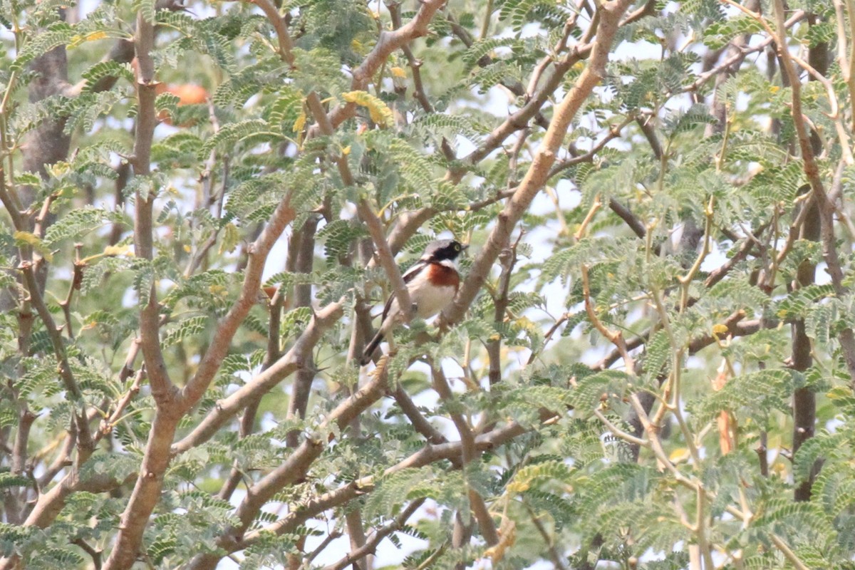 Angola Batis - ML646748491