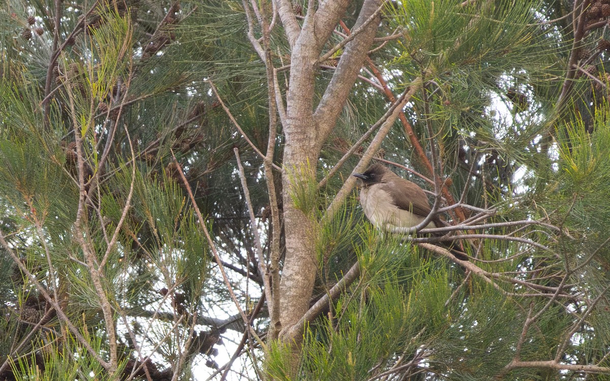 Bulbul des jardins - ML646748492
