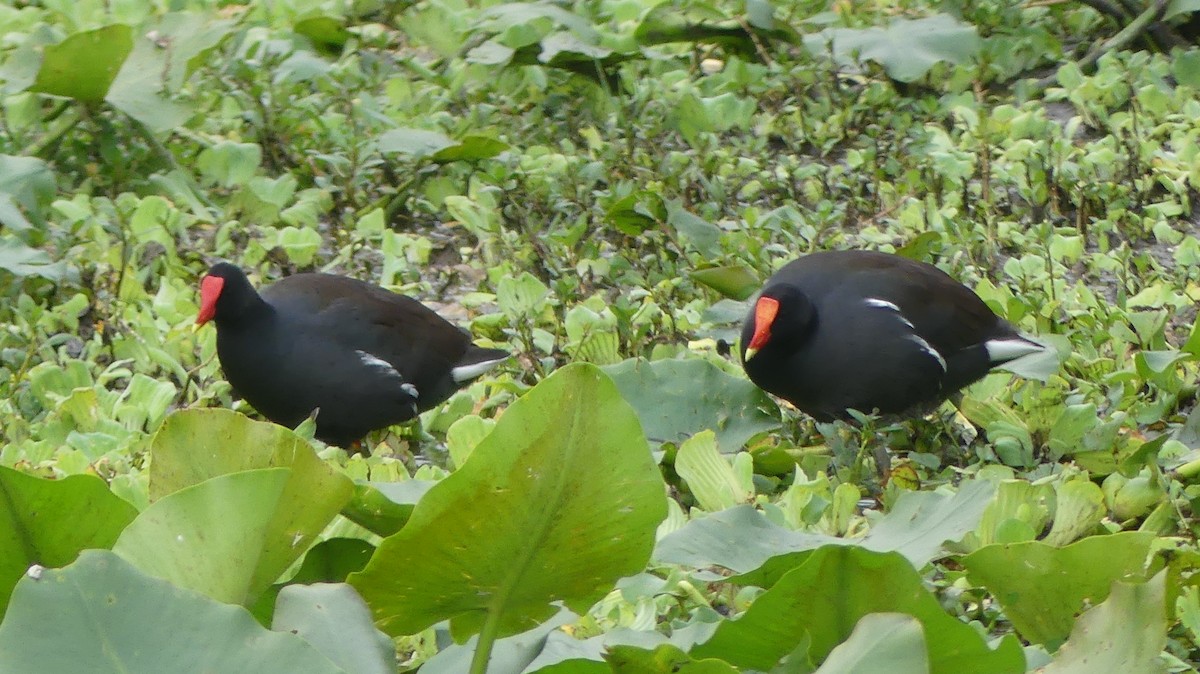 slípka americká - ML646748493