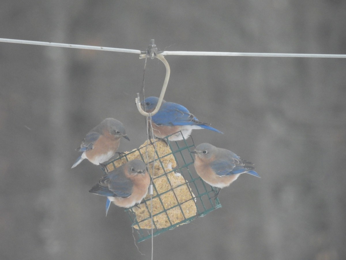 Eastern Bluebird - ML646748494