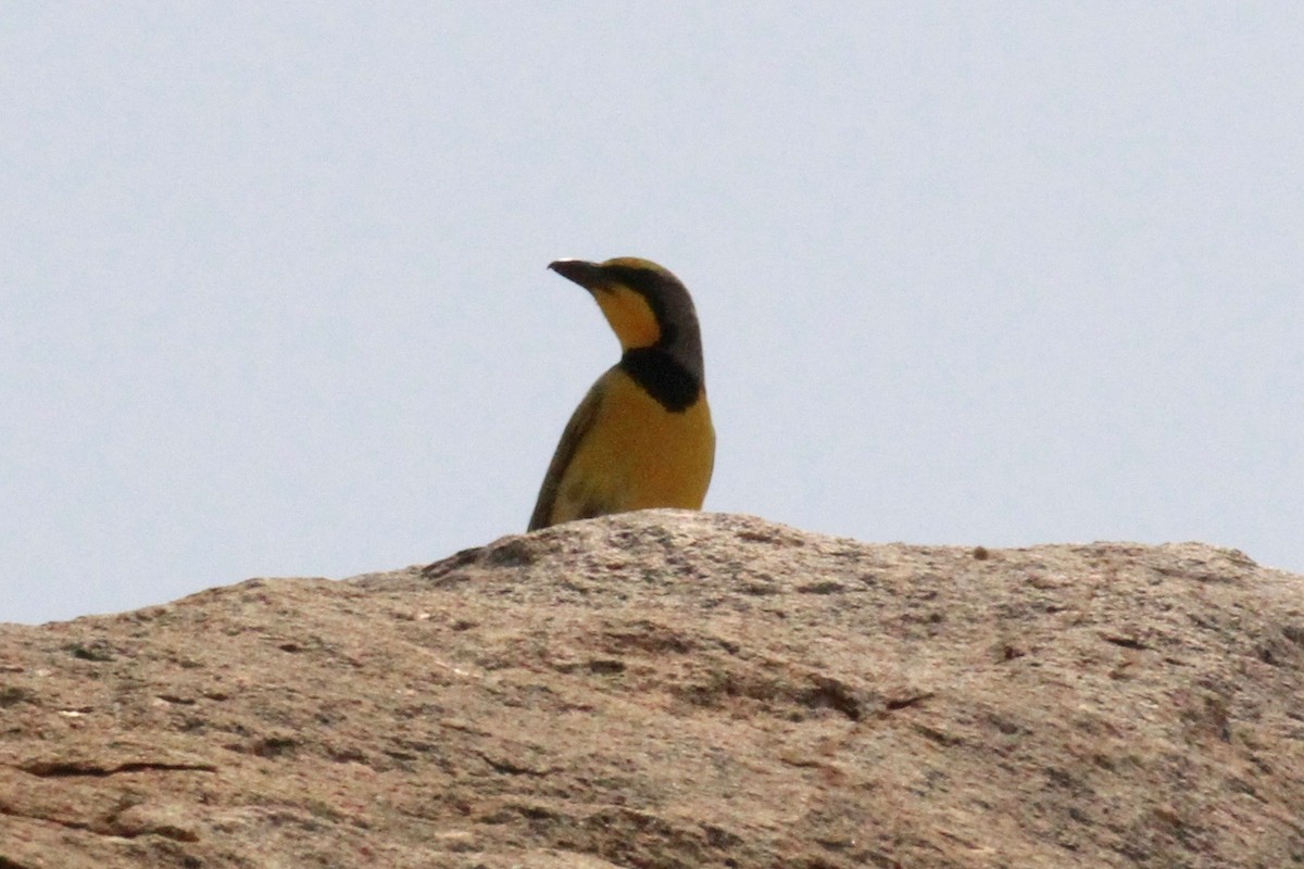 Bokmakierie - ML646748495