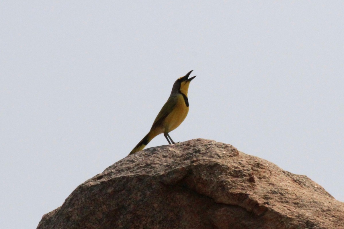 Bokmakierie - ML646748496