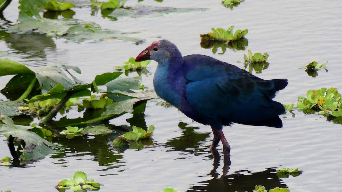 Gray-headed Swamphen - ML646748497