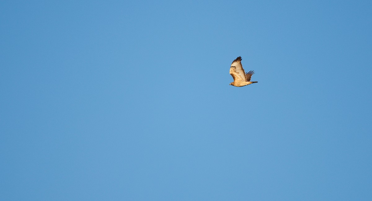 Buse à queue rousse (calurus/alascensis) - ML646748498