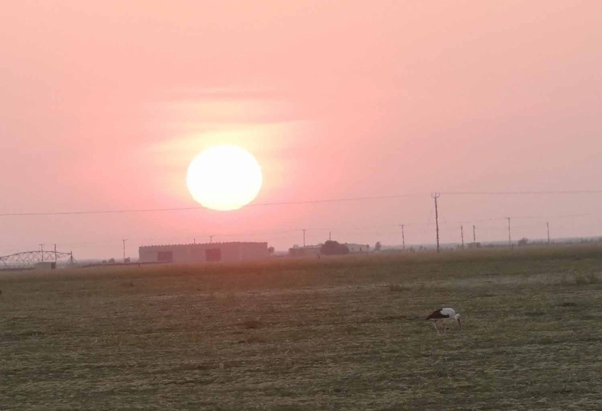 Белый аист - ML646748499