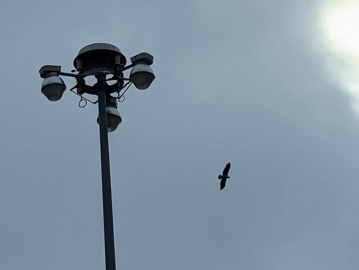 ハクトウワシ - ML646748500