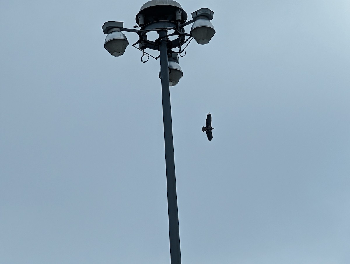 ハクトウワシ - ML646748501