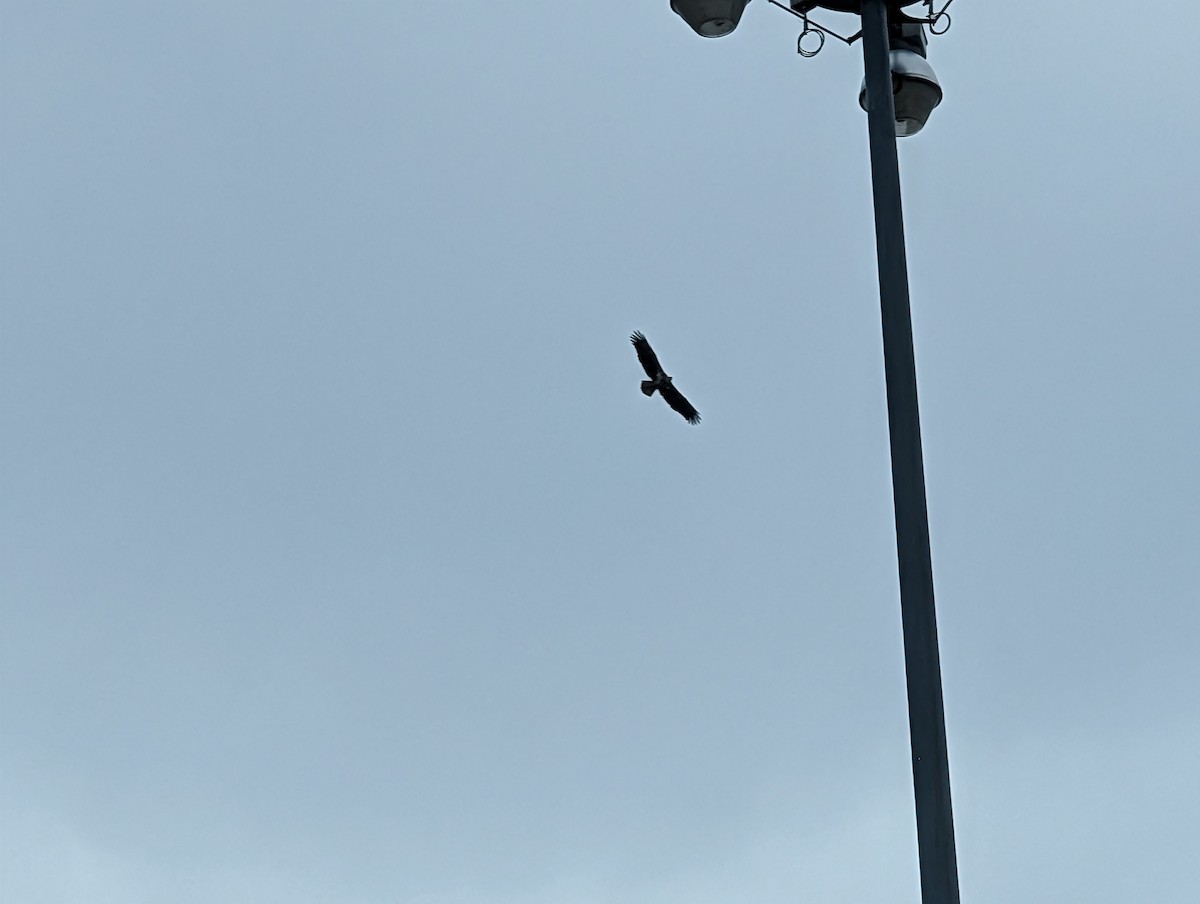 ハクトウワシ - ML646748502