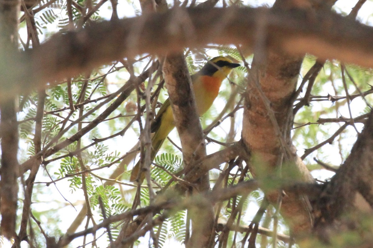 Sulphur-breasted Bushshrike - ML646748503