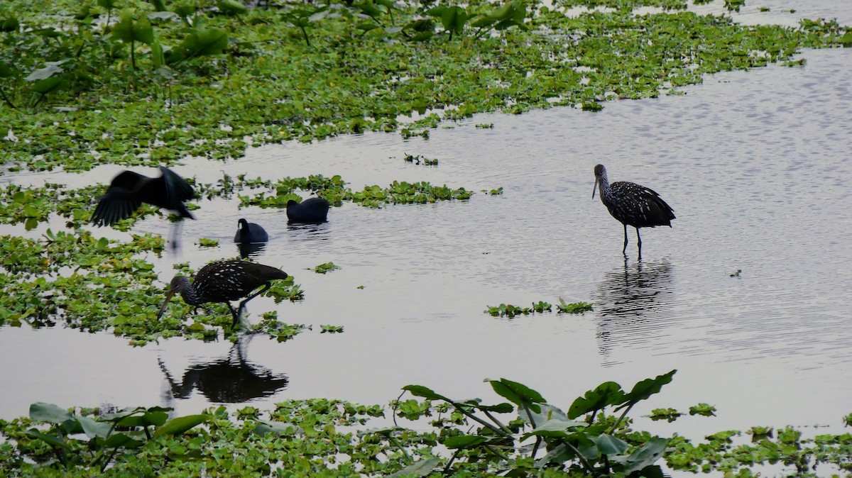 Limpkin - ML646748508