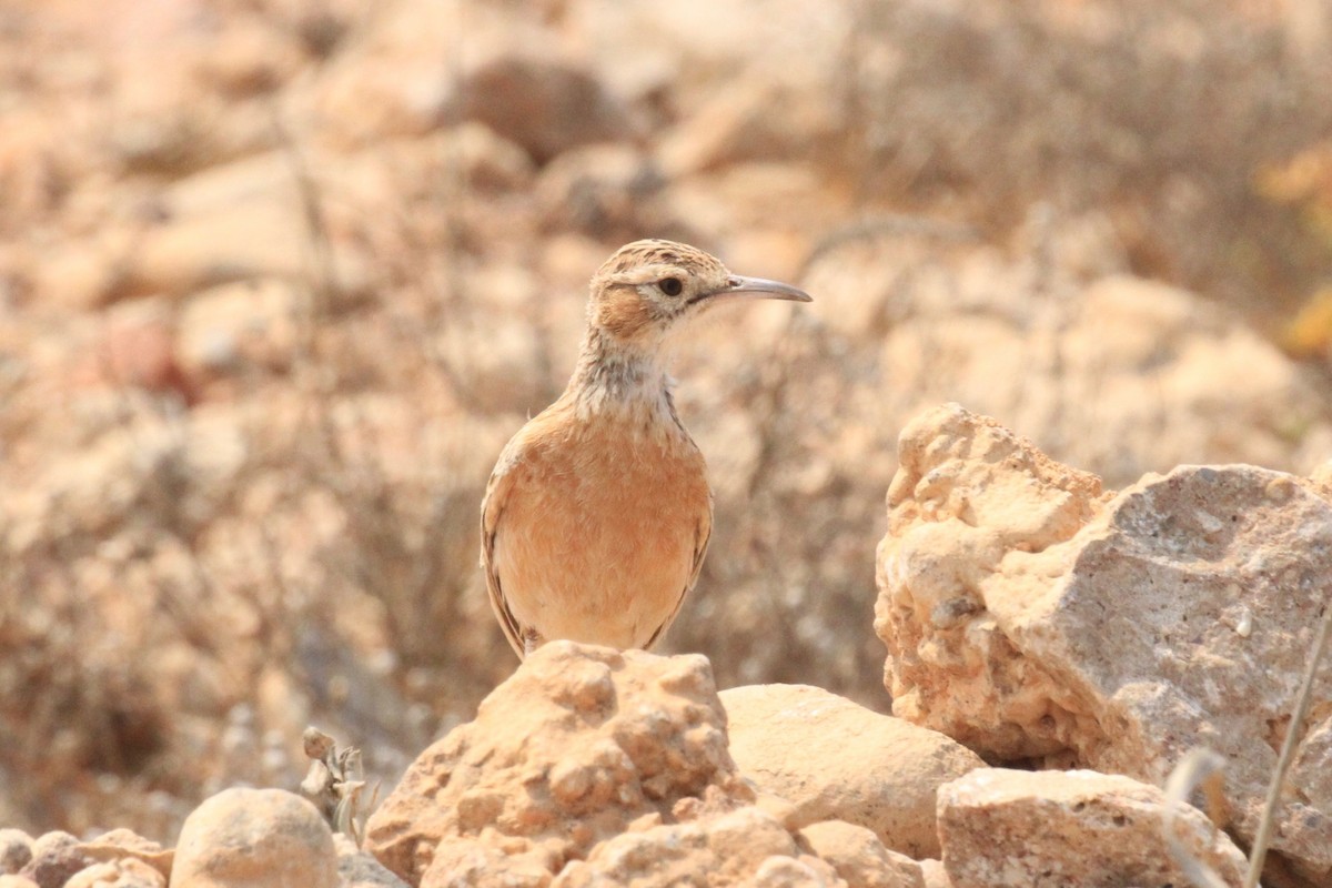 Spike-heeled Lark - ML646748509