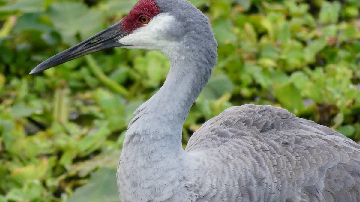 Sandhill Crane - ML646748510