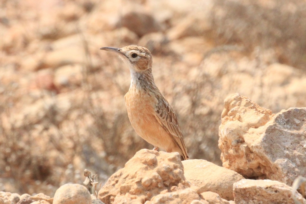 Spike-heeled Lark - ML646748511