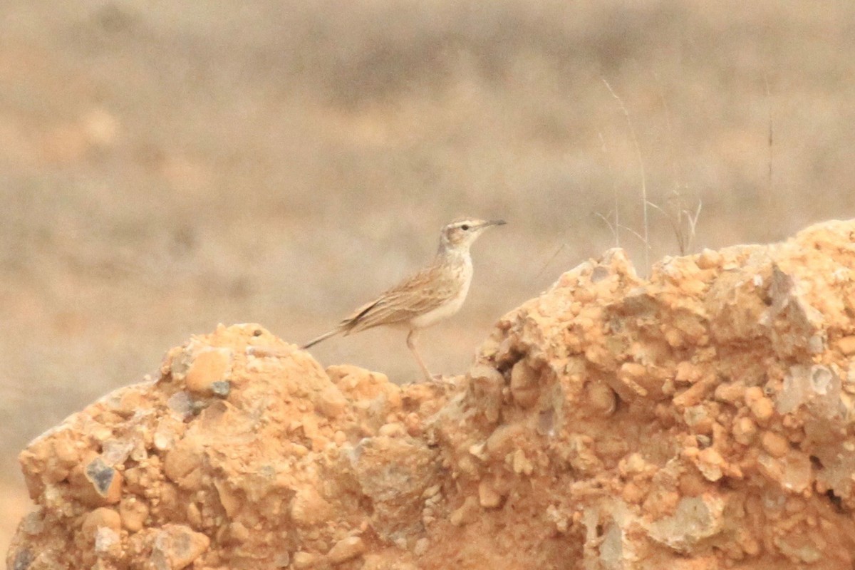 Karoo Long-billed Lark (Benguela) - ML646748513