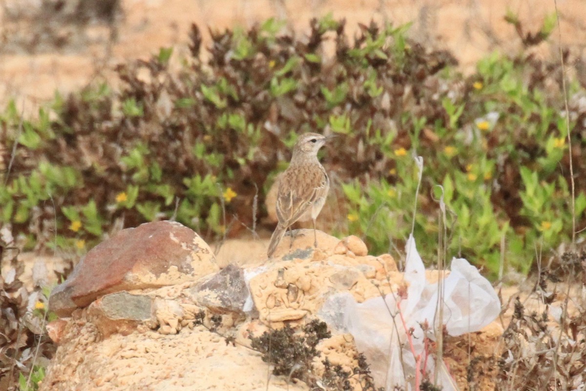 Karoo Long-billed Lark (Benguela) - ML646748518