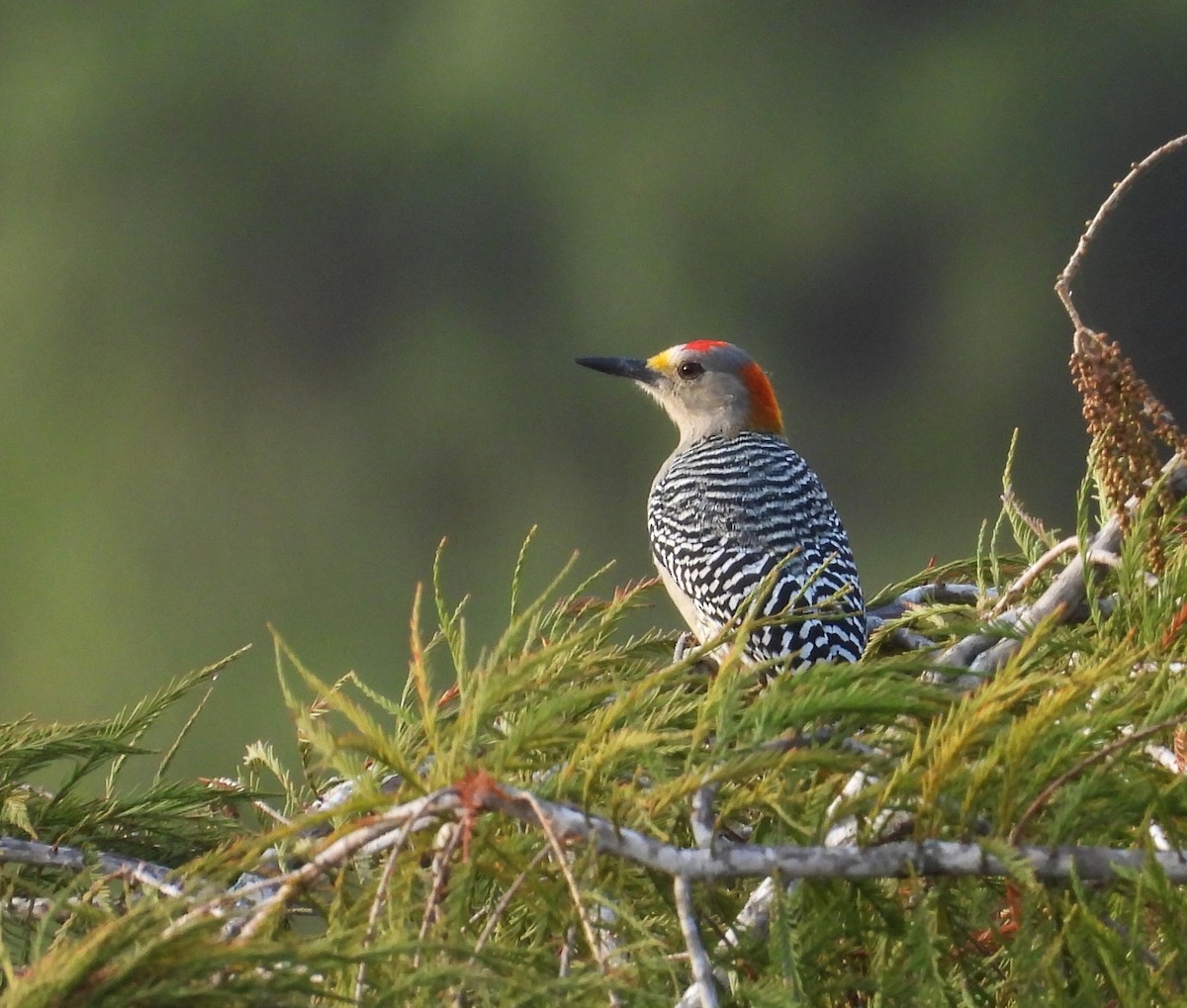 Golden-fronted Woodpecker - ML646748519