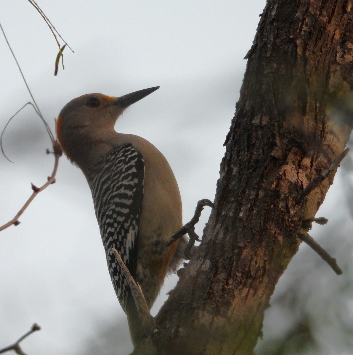 Golden-fronted Woodpecker - ML646748520
