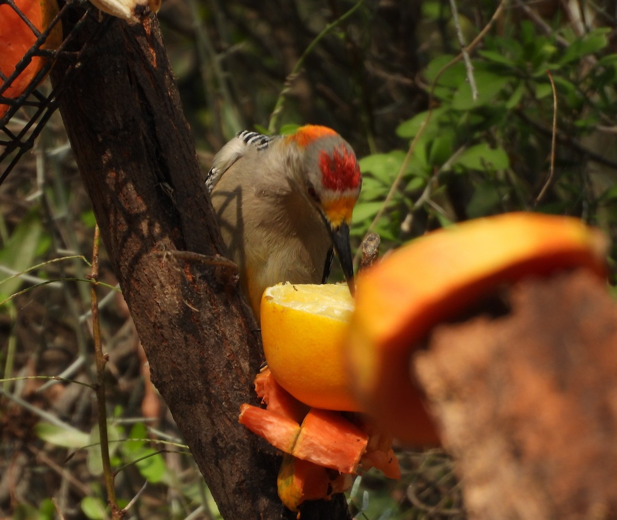 Golden-fronted Woodpecker - ML646748521
